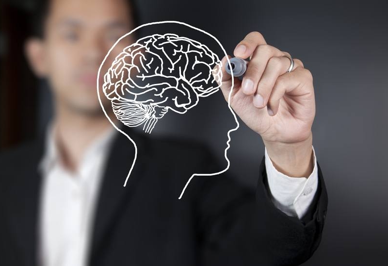 brain